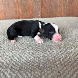 Longhorn - Black tri-color female Aussiedoodle puppy in Eastland, Texas from H5 Mini Doodles