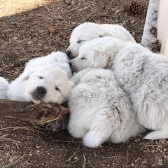 Colorado Mountain Dog Puppies from Tereo Ranch