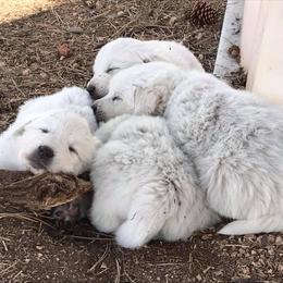 Colorado Mountain Dog Puppies from Tereo Ranch