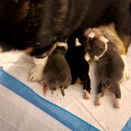 Pembroke corgi - Blue male Pembroke Welsh Corgi puppy in Aleppo, Pennsylvania from Donna's Corgis