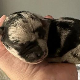 Chihuahuas from Massop's Chihuahuas