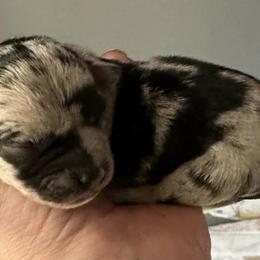 Chihuahuas from Massop's Chihuahuas