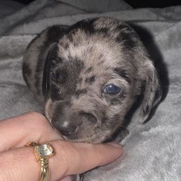 Bruiser - Dapple male Dachshund puppy in Clermont, Florida from Dachshund Dad