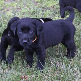 4th Pick of Black Male Pup - Black male Labrador Retriever puppy in Freeport, Illinois from Rock Hollow Retrievers
