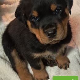 Boy 4 - Black and mahogany male Rottweiler puppy in De Witt, Iowa from Irish Eyes Kennels