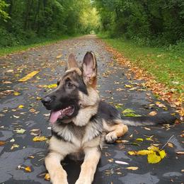 German Shepherd Puppies from Westbound German Shepherds