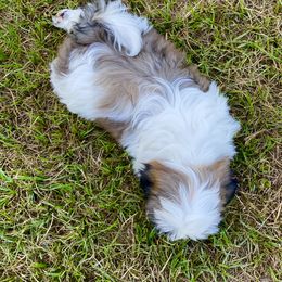 Shih Tzu Puppies from Willow Lane Shih Tzus
