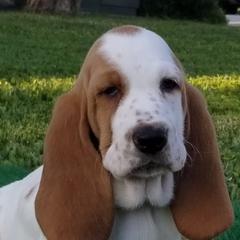 Basset Hounds from Justin's Basset Hounds
