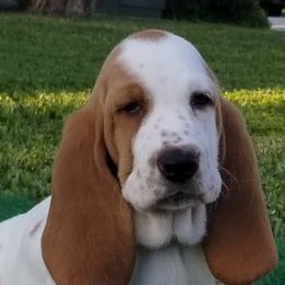 Basset Hounds from Justin's Basset Hounds
