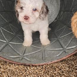 Pragma - Merle female Cockapoo puppy in Fort White, Florida from Jade