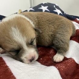 Yellow ID Boy - Red male Pembroke Welsh Corgi puppy in Barling, Arkansas from Soaring Eagle Corgis