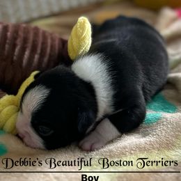 Boy 3 - male Boston Terrier puppy in Henderson, Nevada from Debbie Coleman's Boston Terriers