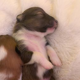 Boy 2 - Shetland Sheepdog puppy in Virginia from Southern Charm Sheltie’s