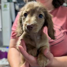 5 Shanti - Cream female Dachshund puppy in Central Point, Oregon from MRS Long Dog Ranch