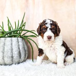 Tumnus - Brown and white male Bernedoodle puppy in Gaylord, Michigan from Dog Mom Co. Doodles