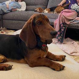 MAXX - Basset Hound