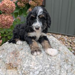 Hazel - Tri-color female Bernedoodle puppy in Beach City, Ohio from Blue Cloud Doodles