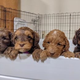Australian Labradoodle Puppies from Llewellyn's Grove Labradoodles