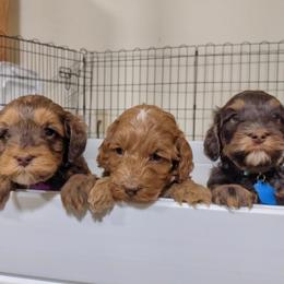 Australian Labradoodle Puppies from Llewellyn's Grove Labradoodles