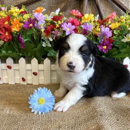 Atlas - Black tri male Miniature American Shepherd puppy in Cowlitz County, Washington from Pleasant Woods Miniature American Shepherds