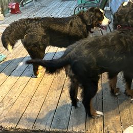 Bernese Mountain Dog Puppies from Lonesome Pine Farm