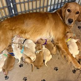 Sky blue collar - Light golden male Golden Retriever puppy in Indianapolis, Indiana from ZuGolden Retrievers & Doodles