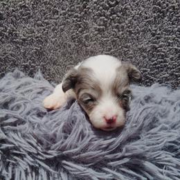 Mini - Merle female Maltipoo puppy in North East, Maryland from North Star Kennel