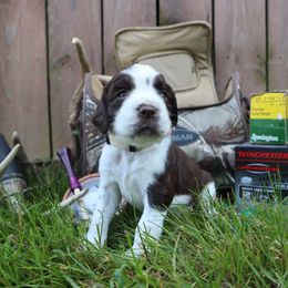 English Springer Spaniel Puppies from White Pine Springer Spaniels