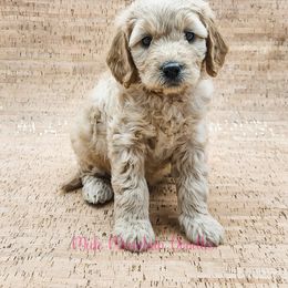 Double Doodle, Labradoodle, and Sheepadoodle Puppies from Mule Mountain Doodles