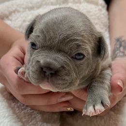 Vance - Blue male French Bulldog puppy in Pine Township, Pennsylvania from BlueCairo Frenchies