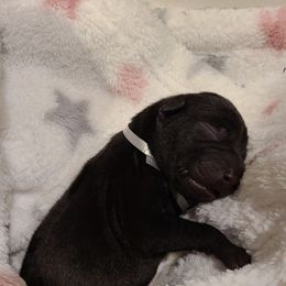 Vietnamese Phu Quoc Ridgeback Puppies from Vietnamese Phu Quoc Ridgeback Dogs of Southern California