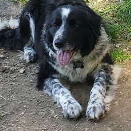Lady - Border Collie