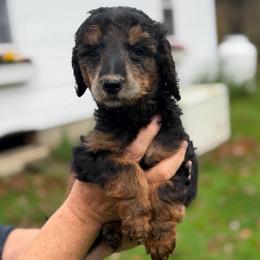 Milky Way - Phantom female Poodle puppy in St. Johnsbury, Vermont from Poodles of the Northern Woods