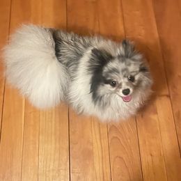 Starlight - Pomeranian