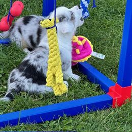 Cardigan Welsh Corgi Puppies from Wasatch