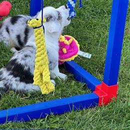 Cardigan Welsh Corgi Puppies from Wasatch