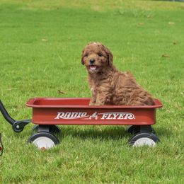 Goldendoodle Puppies from OodlesODoodles
