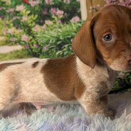 Dachshunds from Ens pups(rnspups)