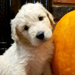Girl 3 - Brown Bernedoodle puppy in Columbia, Missouri from Silver Creek Pups