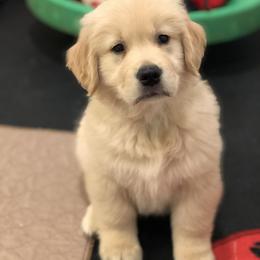 Golden Retriever Puppies from OPK GOLDENS