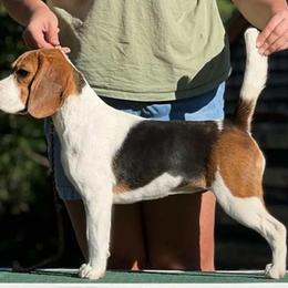 Beagle puppies from Tymber Lake Beagles