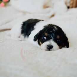 Pink girl - Blue roan and tan female Cockapoo puppy in Missoula, Montana from Big Sky Cockapoos
