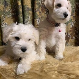 Miniature Schnauzer Puppies from Texas Dreams Mini Schnauzers