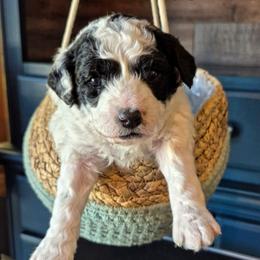 DOMINO - Parti male Labradoodle puppy in Sussex, Wisconsin from Dancing Doodles