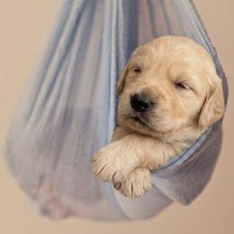 Spark - Cream male Goldendoodle puppy in Clifton, Arizona from Denim & Doodles