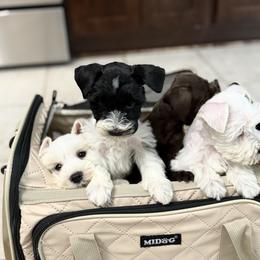 Cocker Spaniel and Miniature Schnauzer Puppies from Moonstruck Minis