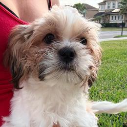 Buddy - Red and white male Shih Tzu puppy in Saint Johns, Florida from BEH Puppies LLC