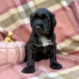 Aaron - Black male Portuguese Water Dog puppy in Raleigh, North Carolina from Turnabout PWD