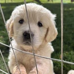 Golden Retrievers from Puppy Love, Hall's Goldens