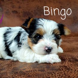 Yorkshire Terrier Puppies from Pixieland Yorkshire Terriers